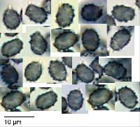 Lactarius pubescens image