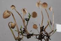 Mycena metata image