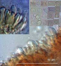 Tricholoma elegans image