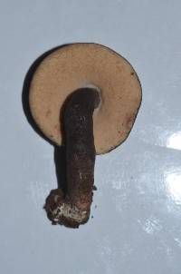 Tylopilus formosus image