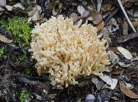 Ramaria anziana image