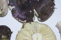 Russula macrocystidiata image