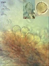 Mycena metata image