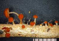 Marasmius croceus image