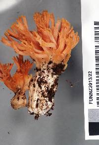 Ramaria piedmontiana image