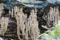 Artomyces novae-zelandiae image