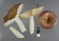 Russula grisea image