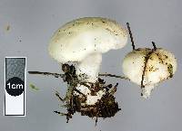 Leucopaxillus paradoxa image