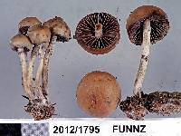 Image of Psilocybe alutacea