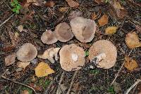 Lactarius glyciosmus image