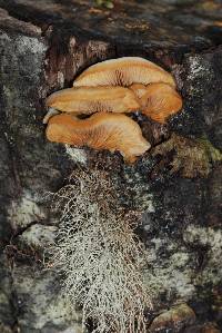 Crepidotus praecipuus image