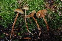 Lepiota calcarata image