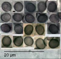 Artomyces novae-zelandiae image