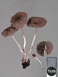 Coprinellus plagioporus image