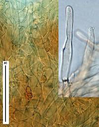 Inocybe dissimilis image