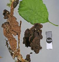 Thelephora terrestris image