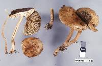 Tricholoma elegans image