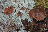 Entoloma translucidum image