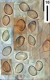 Inocybe dissimilis image
