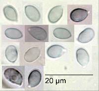 Mycena maldea image