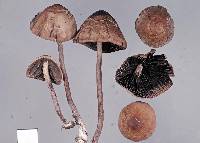 Panaeolus acuminatus image