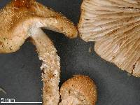 Pholiota subflammans image