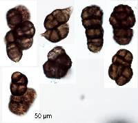 Trimmatostroma cordae image