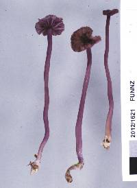 Laccaria masoniae image