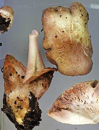 Volvariella volvacea image