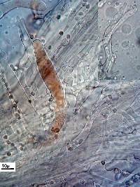 Physalacria pseudotropica image