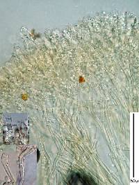 Gyrophanopsis zealandica image