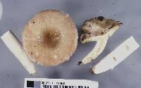 Russula purpureotincta image