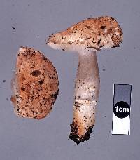 Limacella pitereka image