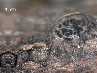 Aplosporella sophorae image