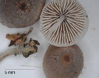 Mycena filopes image