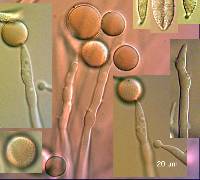 Rhinotrichella globulifera image