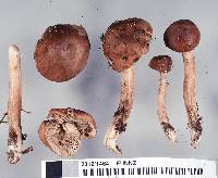 Tricholoma elegans image