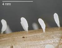 Typhula culmigena image