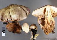 Volvariella volvacea image