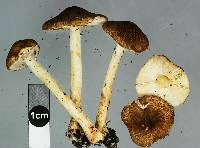 Lepiota boudieri image