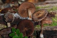 Psathyrella echinata image