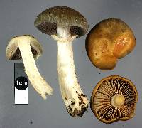 Cortinarius meleagris image