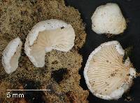 Cheimonophyllum candidissimum image