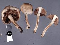 Hebeloma sacchariolens image