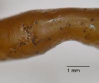 Stigmidium apophlaeae image