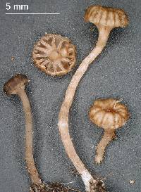 Omphalina rivulicola image