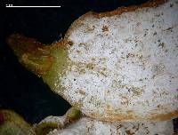 Exobasidium japonicum image