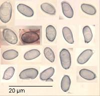 Mycena austrofilopes image