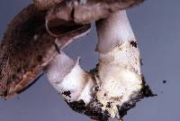 Agaricus dulcidulus image