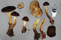 Cortinarius pholiotellus image